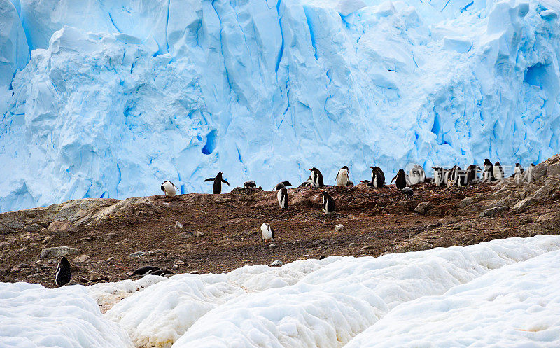 Gentoo Rookery在南极洲Neko港